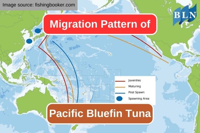 The Pacific Bluefin Tuna Remarkable Migration Patterns